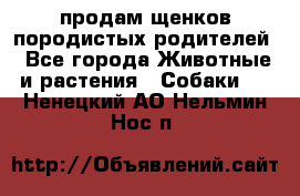продам щенков породистых родителей - Все города Животные и растения » Собаки   . Ненецкий АО,Нельмин Нос п.
